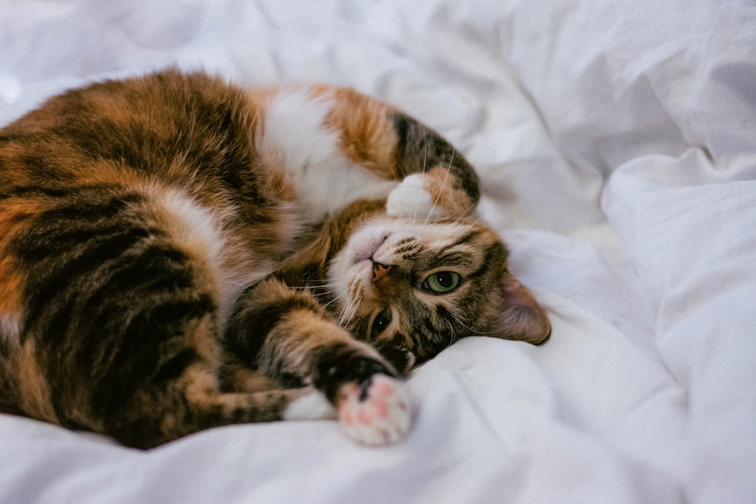 KiTTY, SFTP, file manager