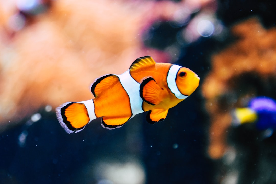 Nemo, encryption, remote file access