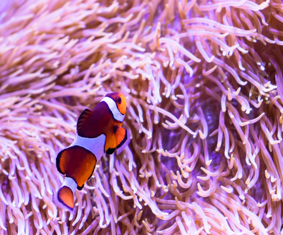 Nemo, audit logs, remote file access