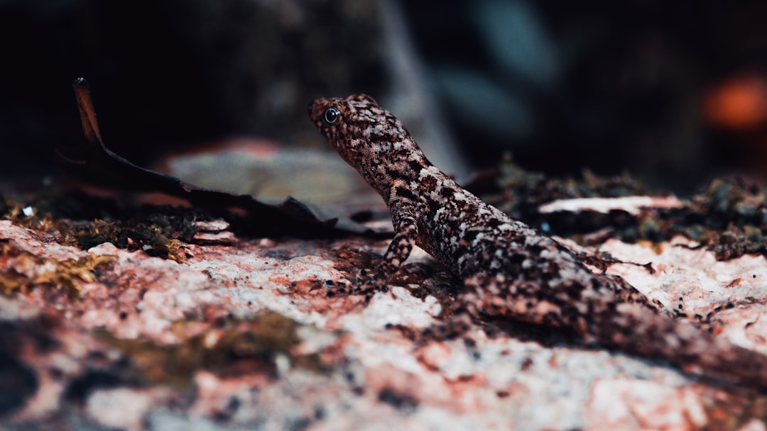 Altap Salamander, snapshot workflow, backup repository