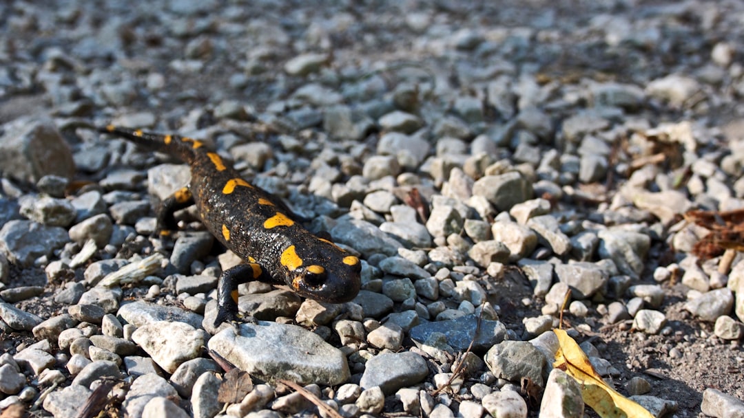 Altap Salamander, SFTP, snapshot workflow