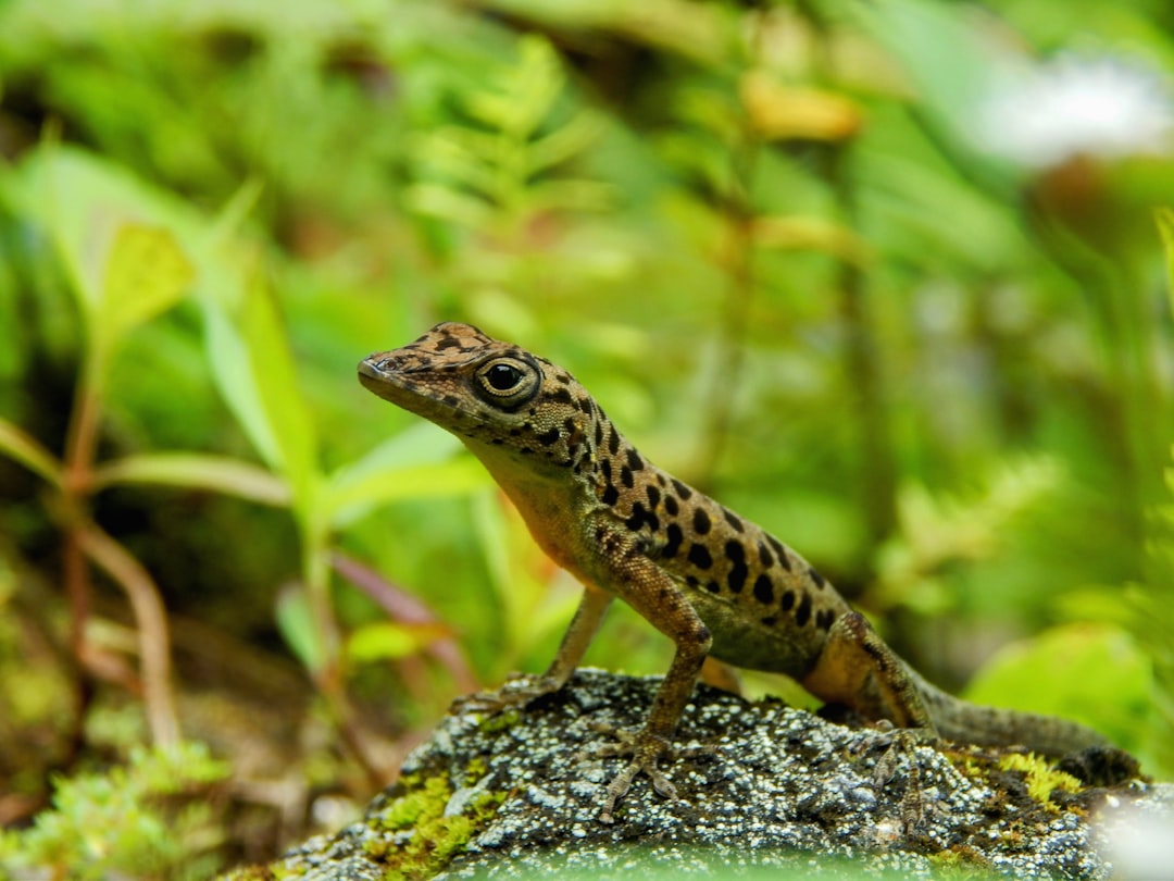 Altap Salamander, sync, SSH