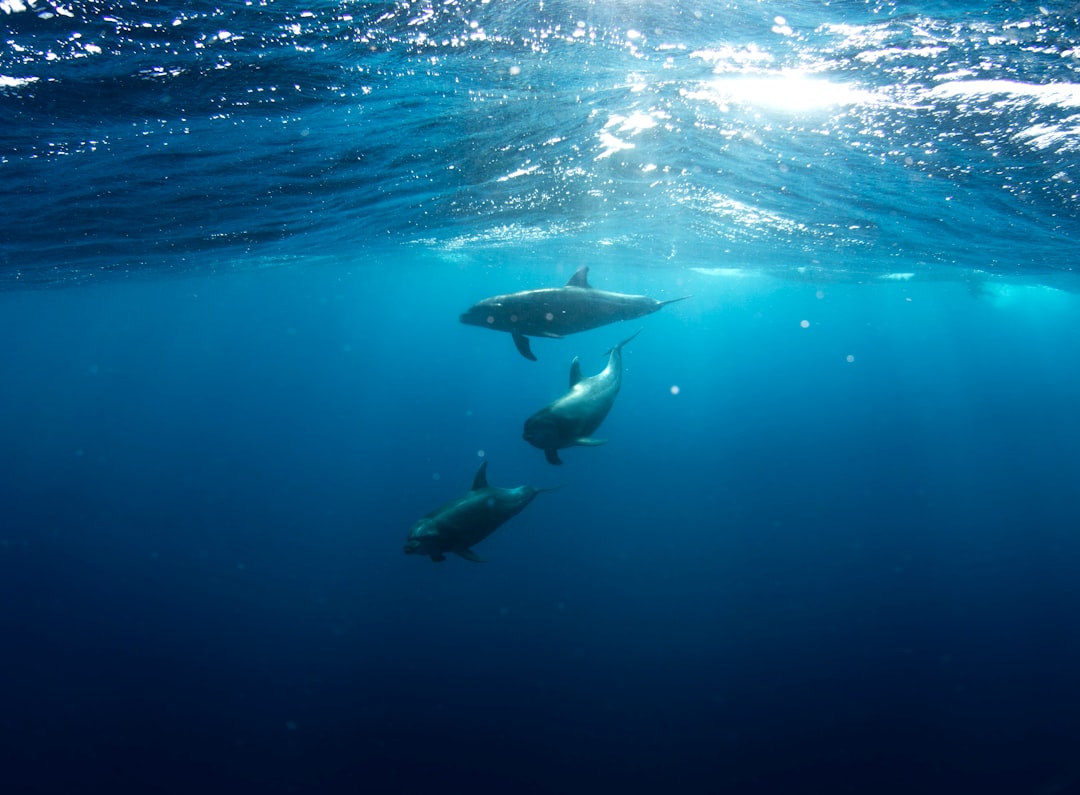Dolphin, remote file access, SCP