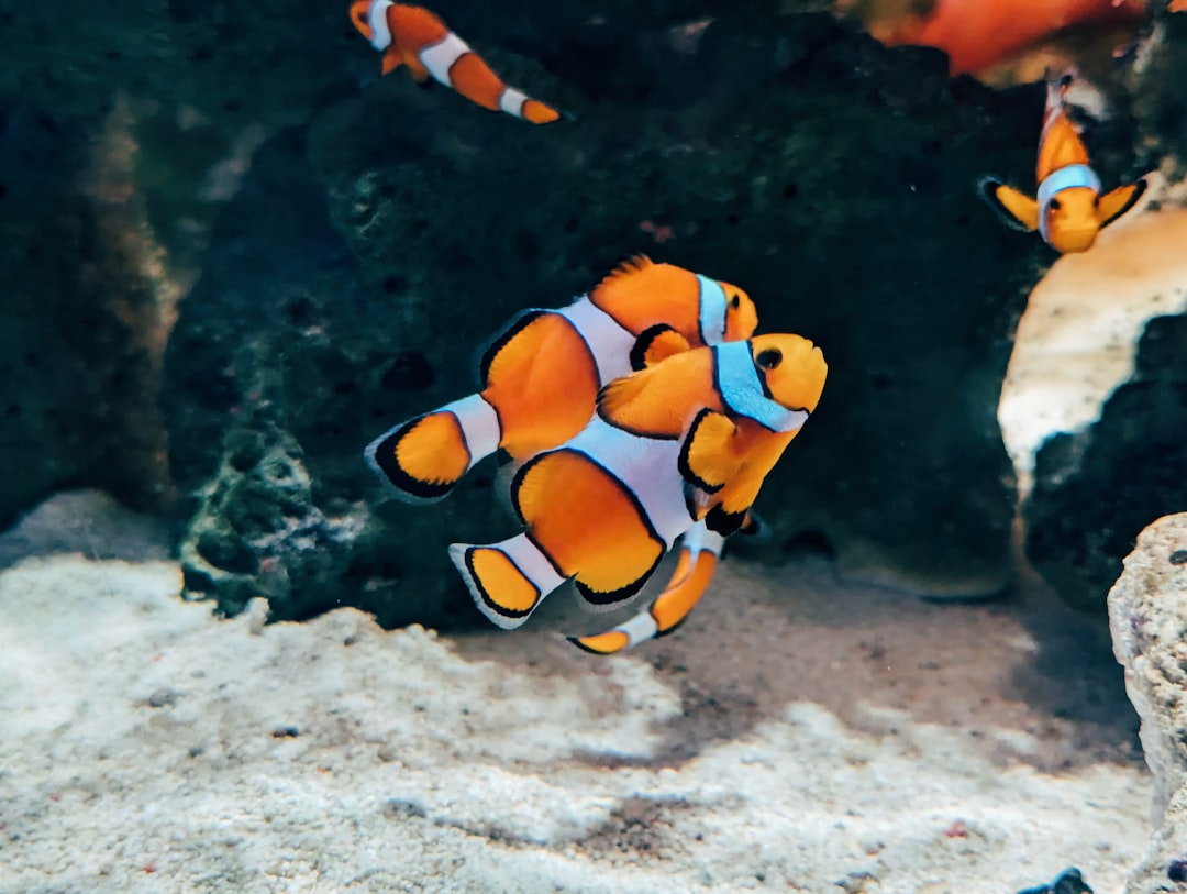 Nemo, backup repository, secure transfer