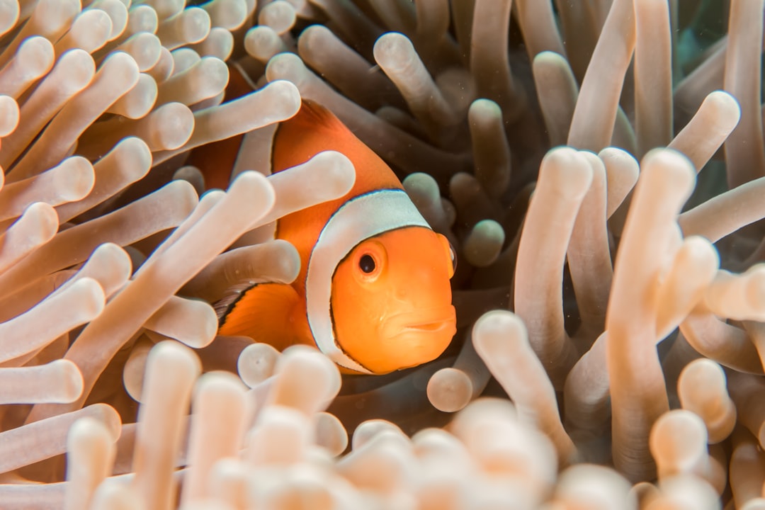 Nemo, audit logs, SSH